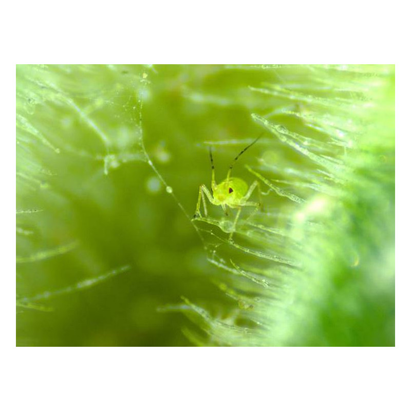 ZEISS Microscópio estéreo zoom Stemi 305 trino, K EDU, Greenough, w.d. 110 mm, 10x/23, 8-40x, Spot K LED