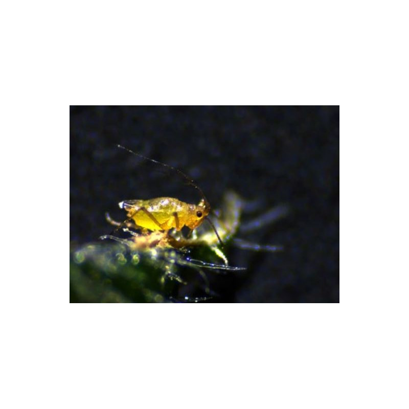 ZEISS Microscópio estéreo zoom Stemi 305 trino, K EDU, Greenough, distância de trabalho 110 mm, 10x/23, 8-40x, Spot K LED