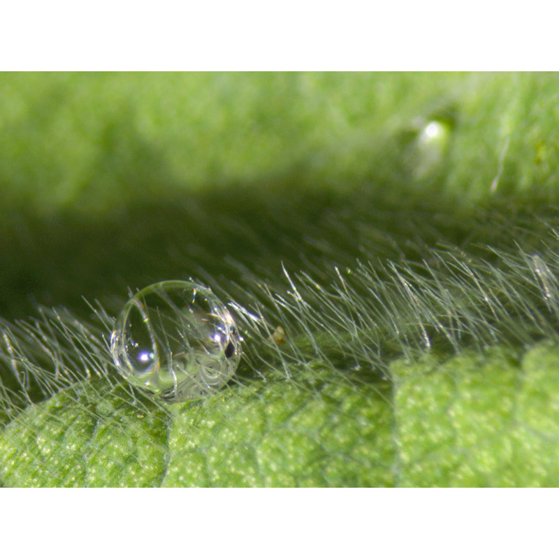 ZEISS Cabeça estereoscópica Stemi 508, trino, 50:50Greenough; l.d. 92mm; 10x/23; Zoom 8:1; 0.63x-5.0x; LED