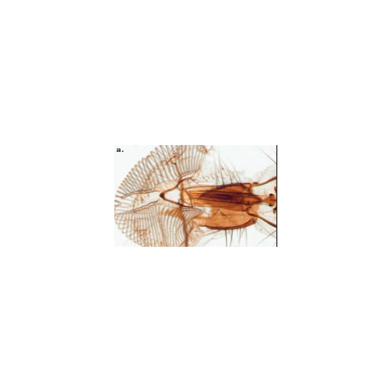 ZEISS Microscópio estéreo zoom SteREO Discovery.V8, VisiLED luz incidente e transmitida, 10x - 80x
