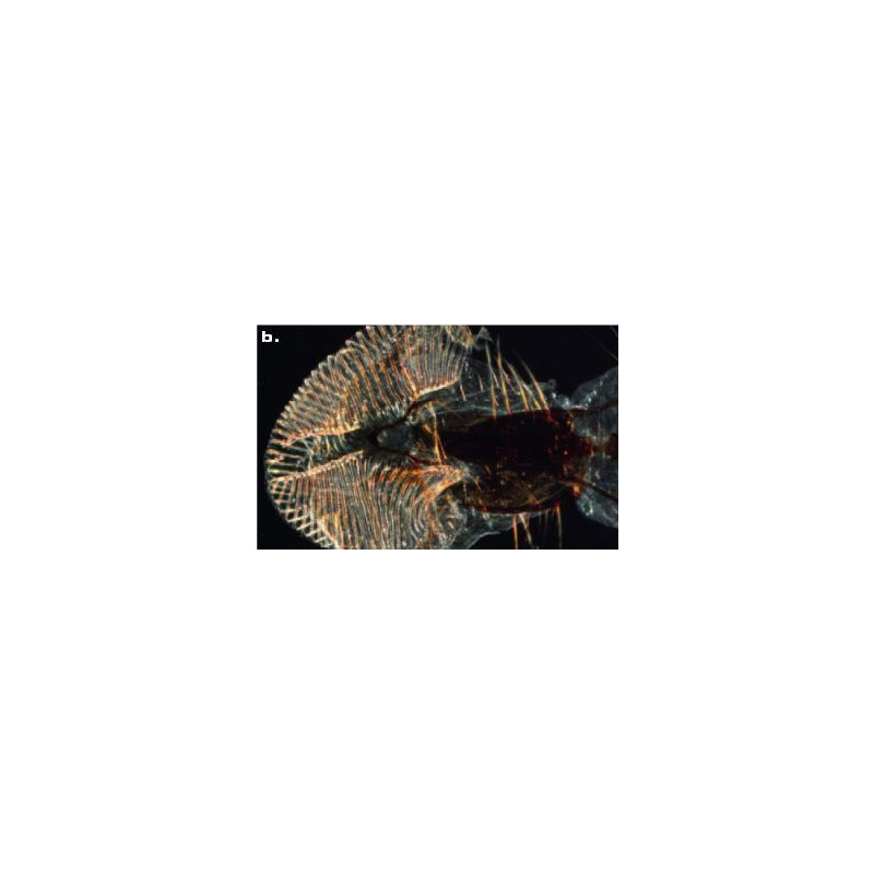 ZEISS Microscópio estéreo zoom SteREO Discovery.V8, VisiLED luz incidente e transmitida, 10x - 80x