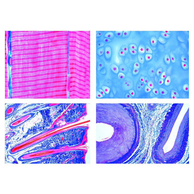 LIEDER Histologia de mamíferos (Mammalia), série básica (25 prep.)