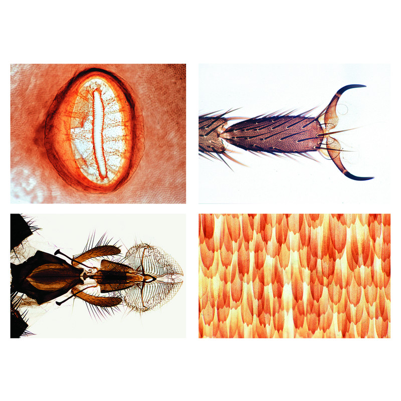 LIEDER Insectos, série básica (25 preparações)