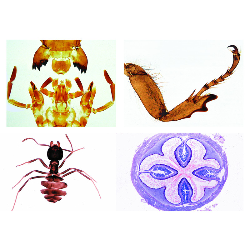 LIEDER Insectos, série suplementar (36 preparações)