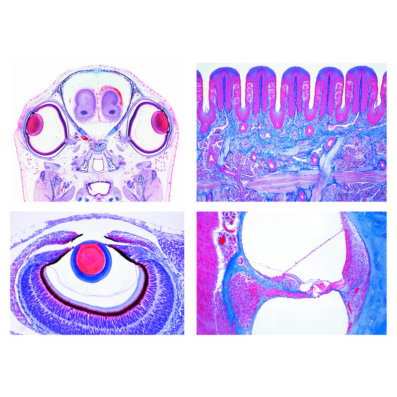 LIEDER Nível secundário, Conjunto III Fisiologia sensorial (16 preparações)