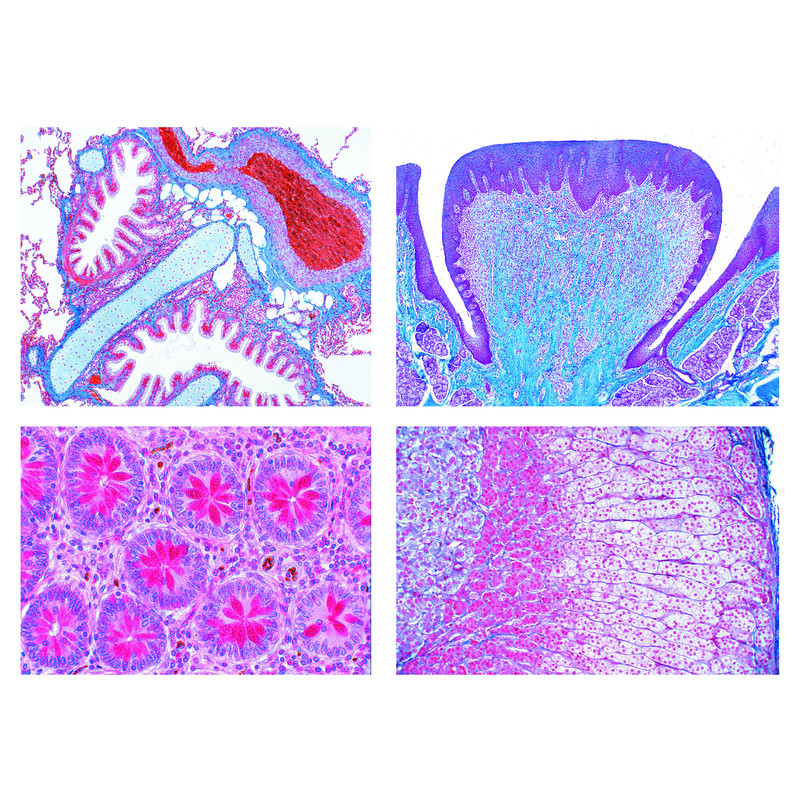LIEDER Histologia humana normal (40 preparações)
