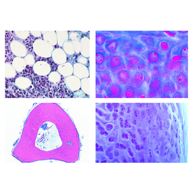 LIEDER Histologia de animais domésticos e de criação para medicina veterinária parte I (24 preparações)