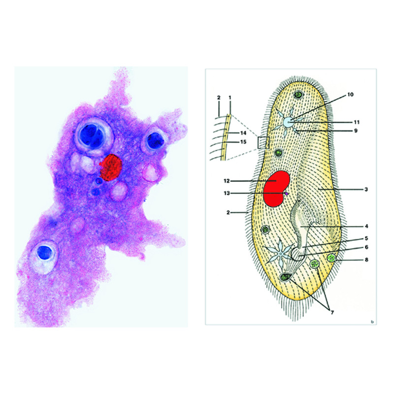 LIEDER Protozoa (animais pré-históricos), básico (8 preparações)Conjunto para estudantes