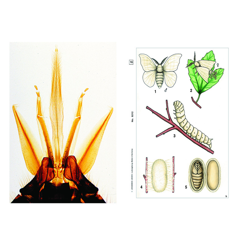 LIEDER Insectos, básico (6 preparações), conjunto para estudantes