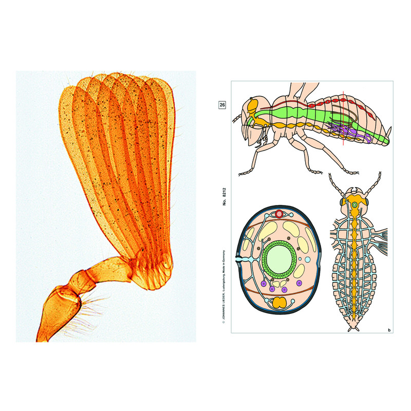 LIEDER Insectos, suplemento (12 preparações), conjunto para estudantes