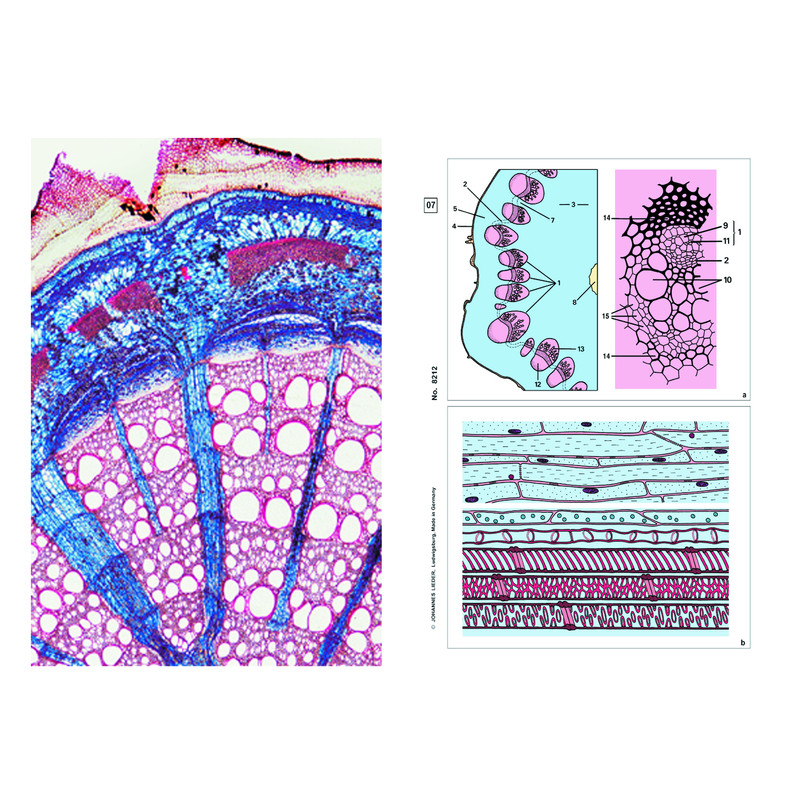 LIEDER Plantas floridas, caule e talo, base (6 prep), conjunto de pupilas