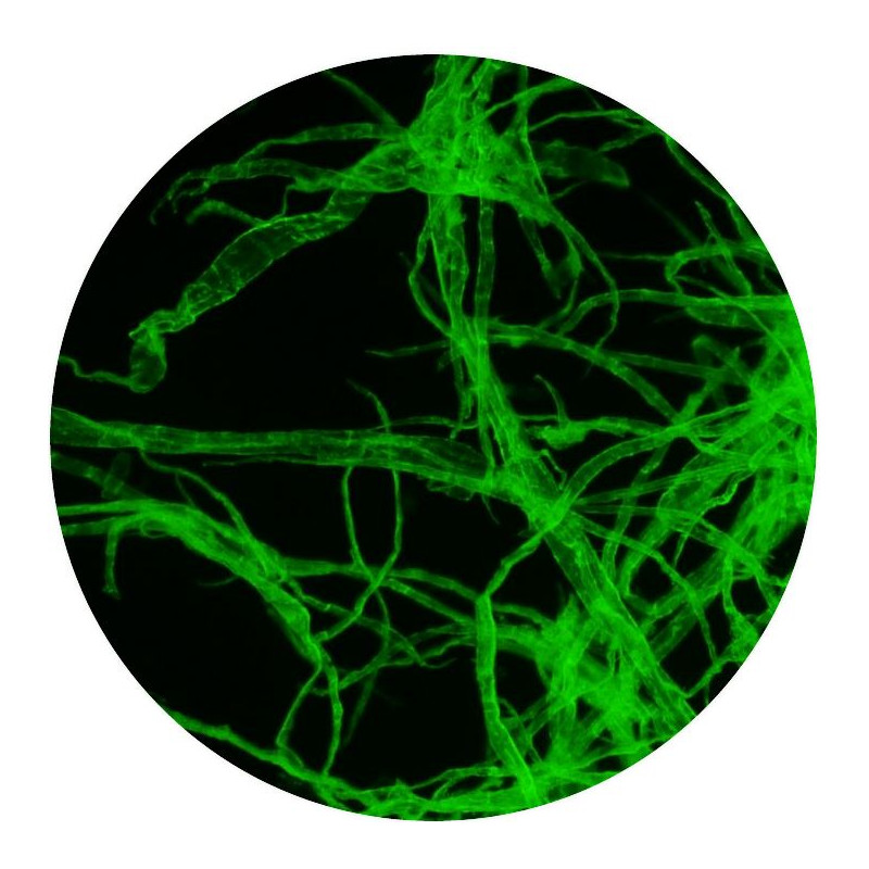 Optika Microscópio B-510LD2, Fluorescência, trino, 1000x, IOS, azul, verde