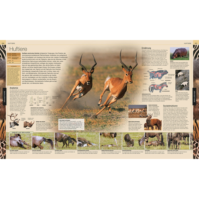Dorling Kindersley Animais