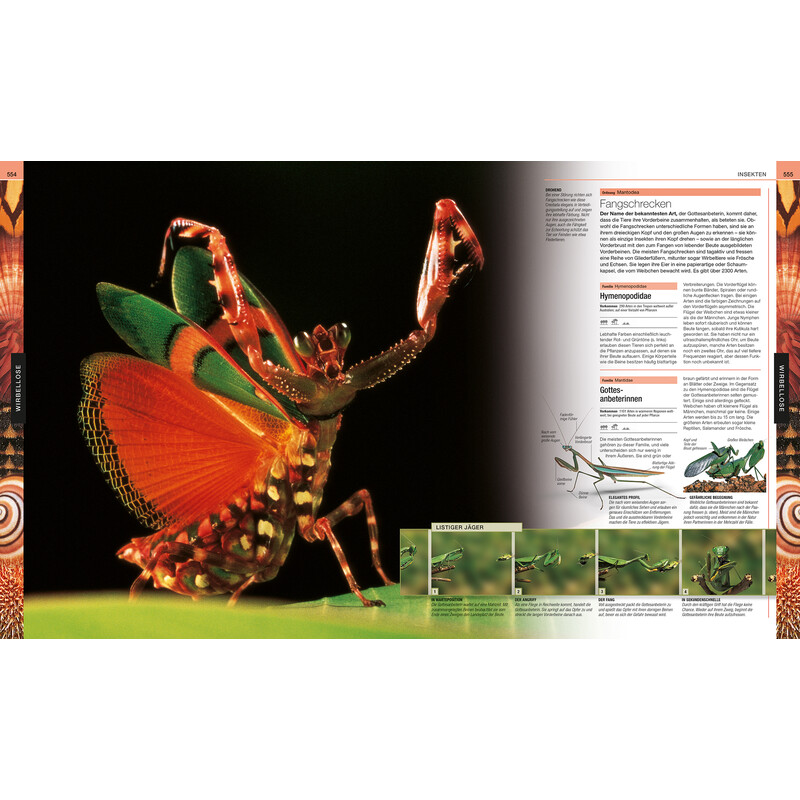 Dorling Kindersley Animais