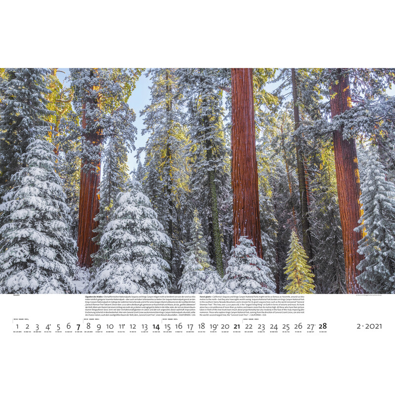 Palazzi Verlag Calendário Florestas da Terra 2021