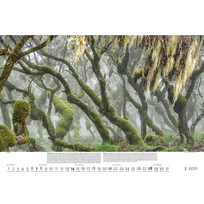 Palazzi Verlag Calendário Florestas da Terra 2021