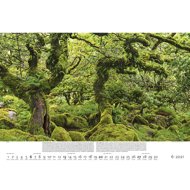 Palazzi Verlag Calendário Florestas da Terra 2021