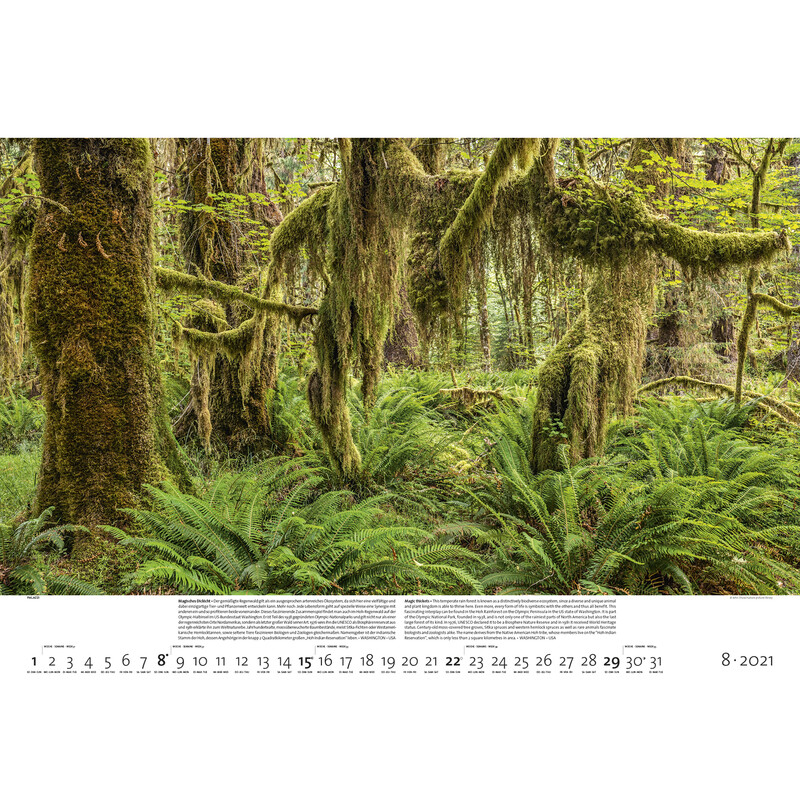 Palazzi Verlag Calendário Florestas da Terra 2021