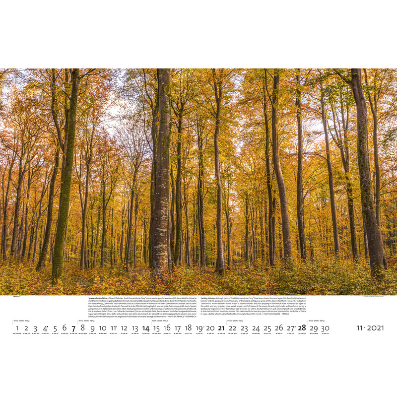 Palazzi Verlag Calendário Florestas da Terra 2021