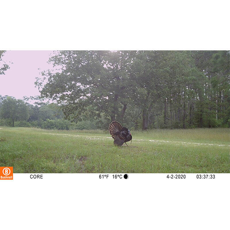 Bushnell Câmera foto selvagem 30MP CORE 4KS Camuflagem de casca de árvore sem brilho, caixa 5L