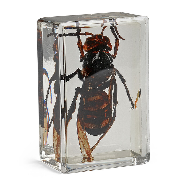 Omegon lâmina preparada Vespa gigante asiática