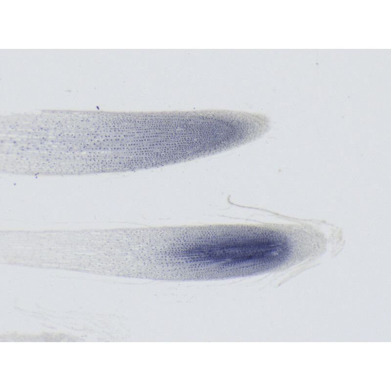 ZEISS Microscópio estéreo zoom Stemi 355, C Edu, trino, distância entre objetivas de 110 mm, 10x/23, 5,5:1, 7,2x-40x, AL/DL, Spot C LED