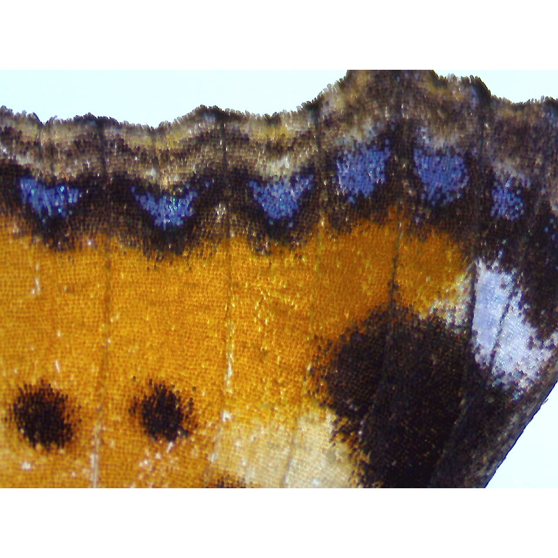 ZEISS Microscópio estéreo zoom Stemi 355, C Lab, trino, BF, DF, w.d. 110 mm, 10x/23, 5,5:1, 7,2x-40x, AL/DL, Spot C LED