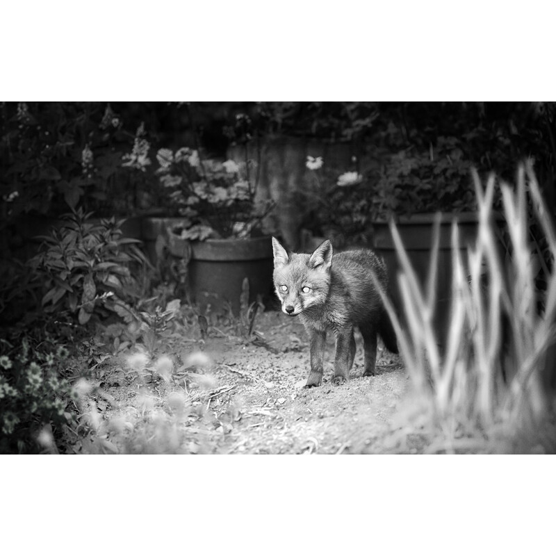 ZEISS Câmera foto selvagem Secacam 1