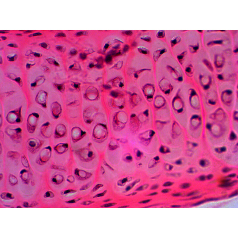 Levenhuk Lâminas preparadas N20 NG